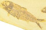 Plate With Two Fossil Fish (Knightia) - Wyoming #369542-1